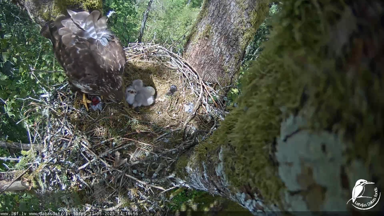 Melnās klijas (Milvus migrans) Kurzemē_ peļu klijāni (Buteo buteo) 17-29-54 screenshot