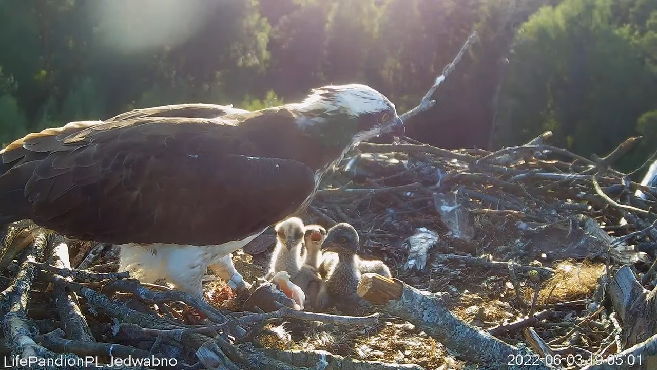 Rybołowy Online Puszcza Napiwodzko-Ramucka _ Ospreys Online in Napiwodzko-Ramucka Forest 13-0-2 scre