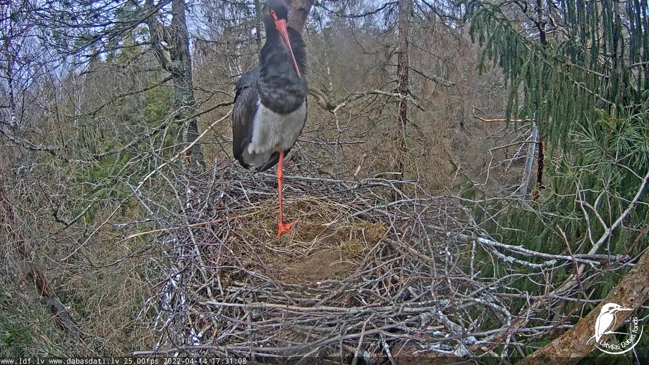 Melnais stārķis (Ciconia nigra) Siguldas novadā - LDF tiešraide 13-27-43 screenshot