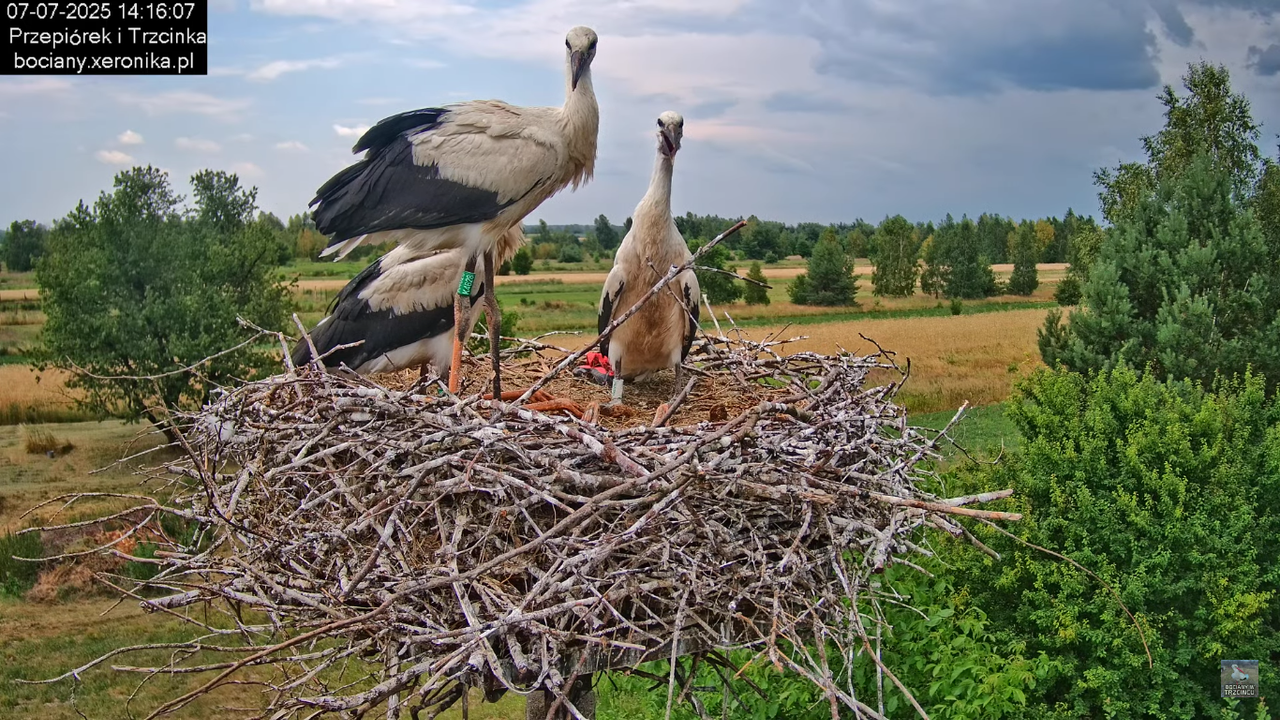 07072025bociany37