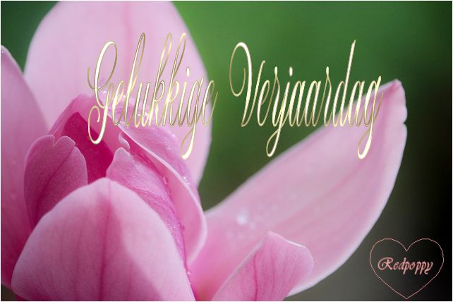 magnolia-2832443-640.jpg