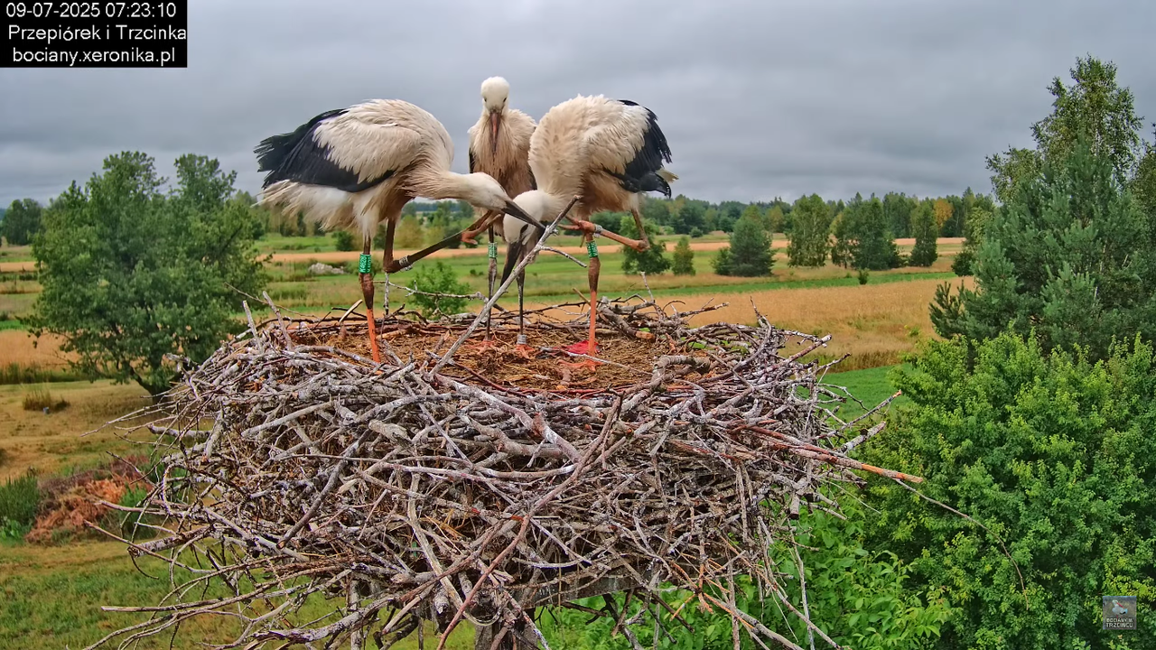 09072025bociany27