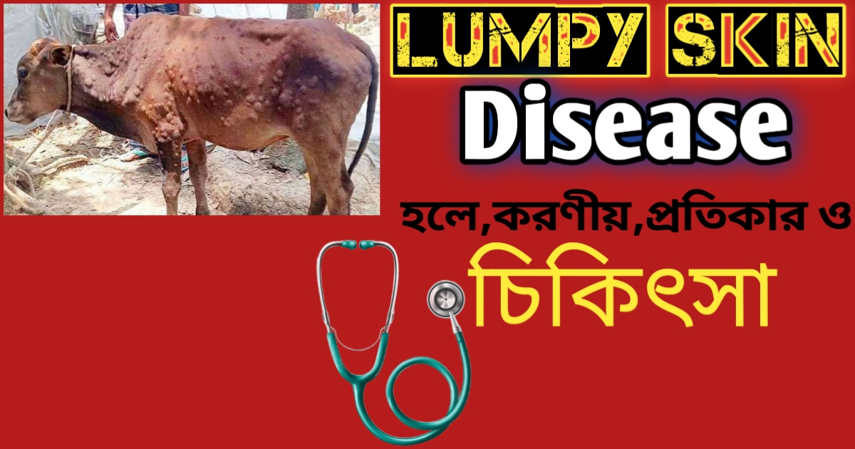 গরুর লাম্পি স্কিন ডিজিজ