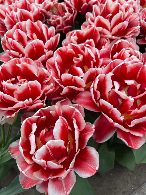 [Image: 6-F1-C984-B-0-F1-D-4647-B067-6-AE4-AAE63-F3-E.jpg]