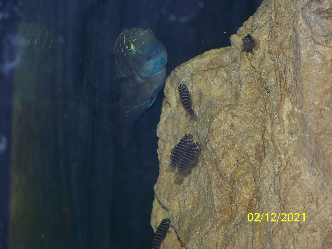 malasa la mère et les petits