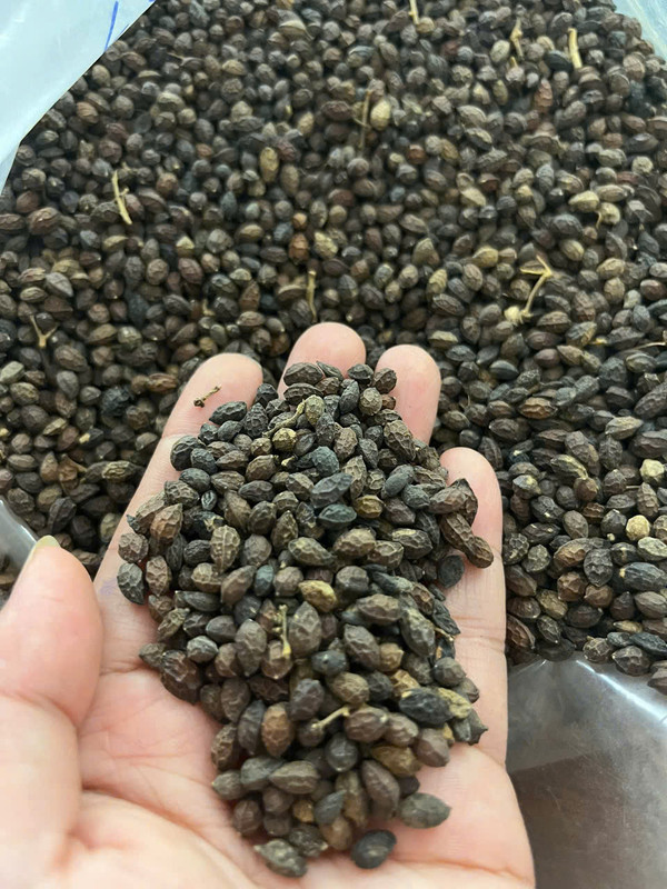 Dried Papaya Seeds