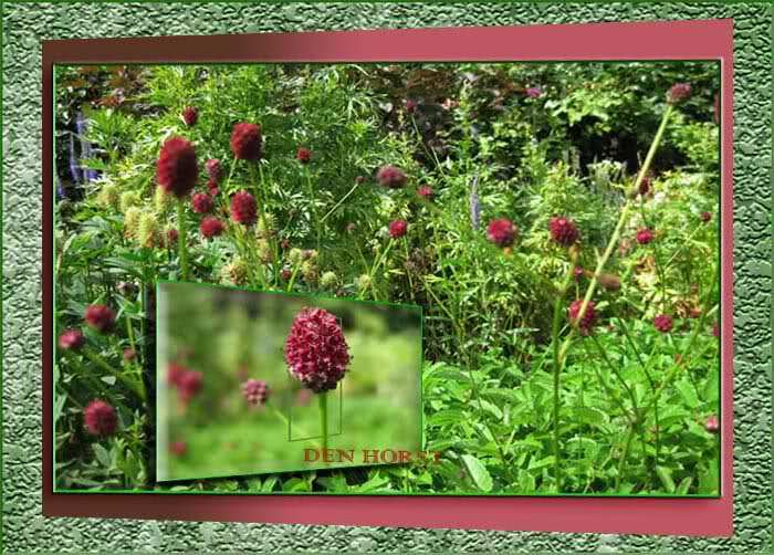 SANGUISORBA-OFFICINALES-TANNA-KLEINE-PIMPERNEL