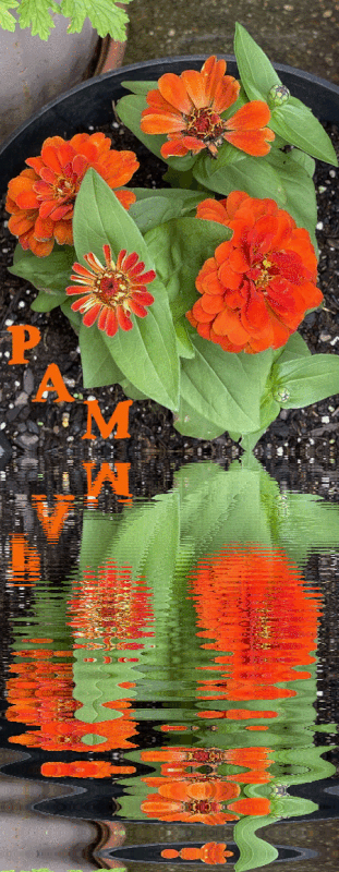 Pam_Zinna_Orange_Reflecting_Water