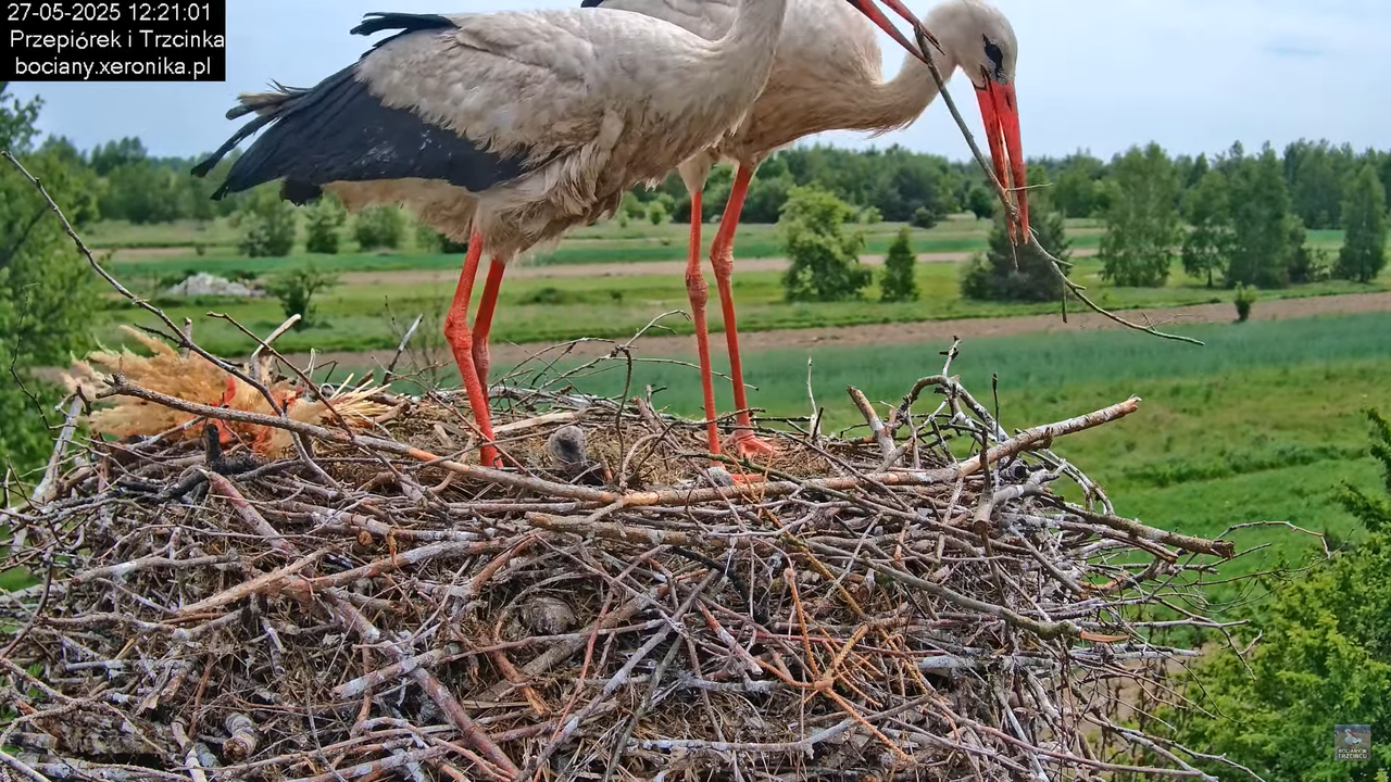 27052025bociany42