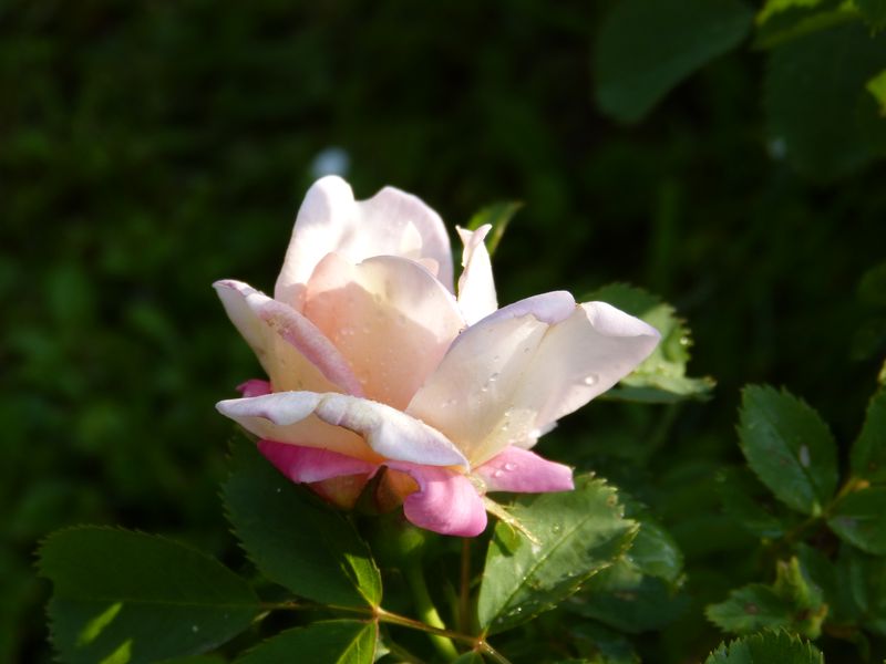 2014-05-20 Frühlingsduft2