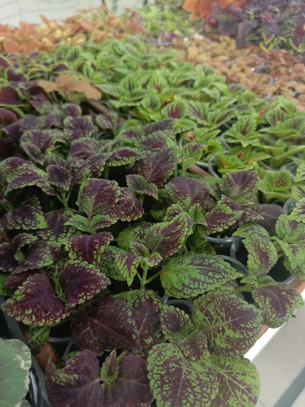 IMG_20250301_110413_884