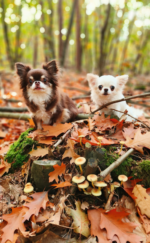 Lumii_20251019_161154745