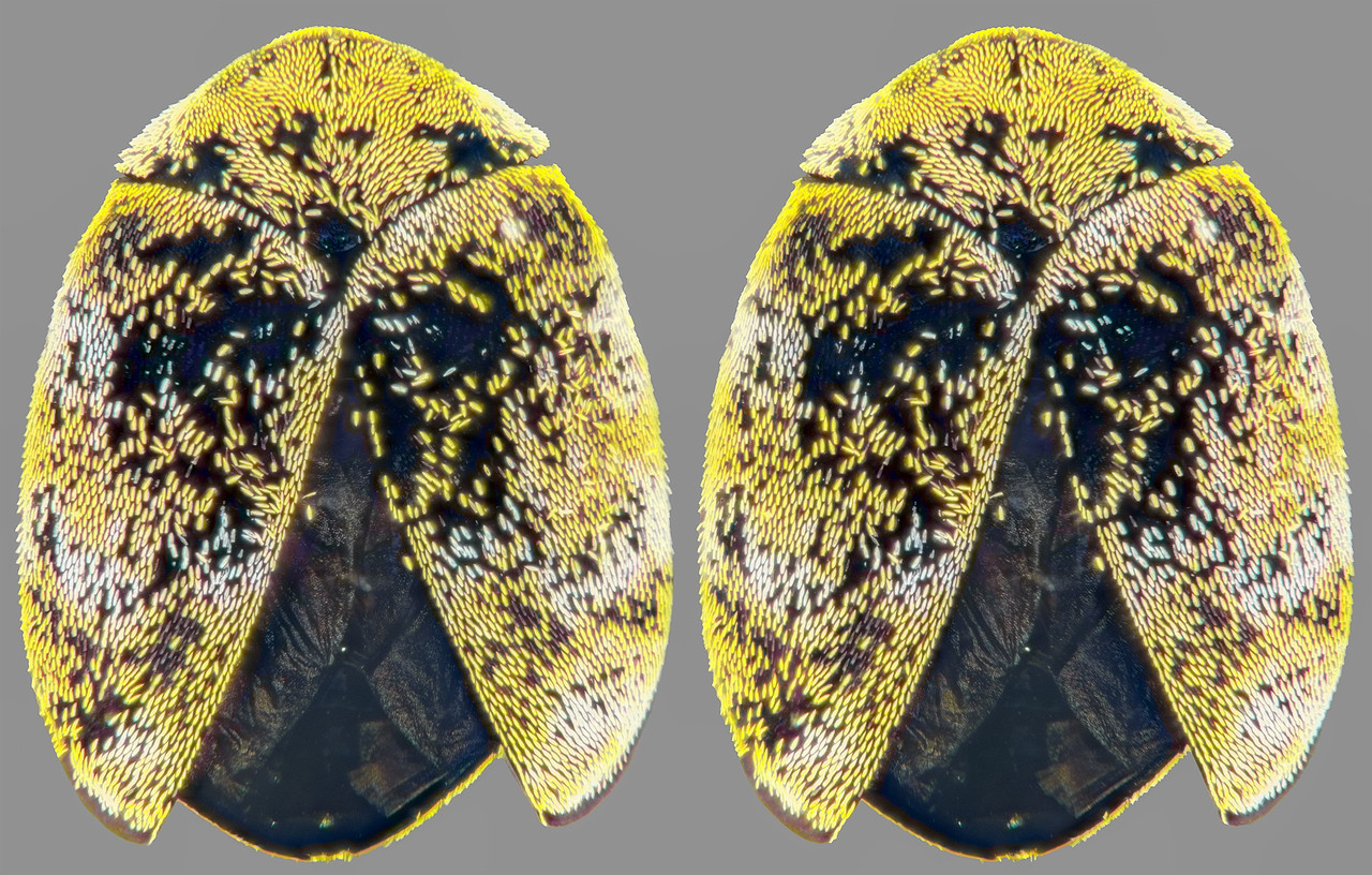 Stereo 3 5 Cross TPnd 4K LR