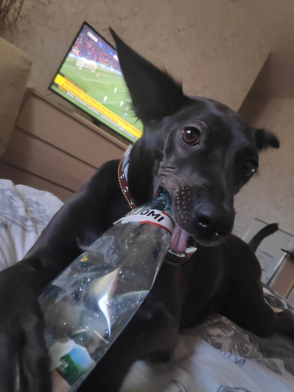 изображение_viber_2019-12-21_12-59-09