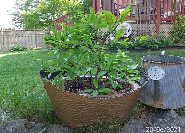 [Image: IMG-20210620-170437.jpg]