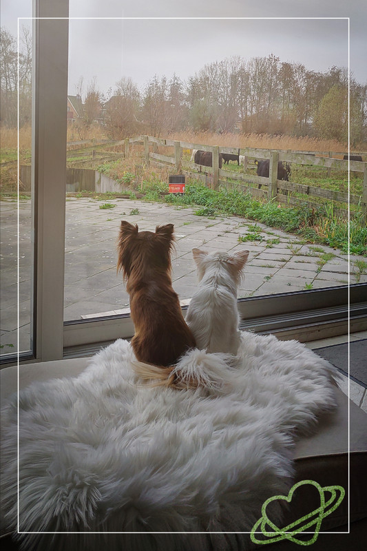 Lumii_20201129_095400179