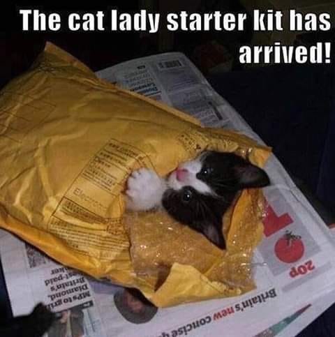 cat-lady-kit