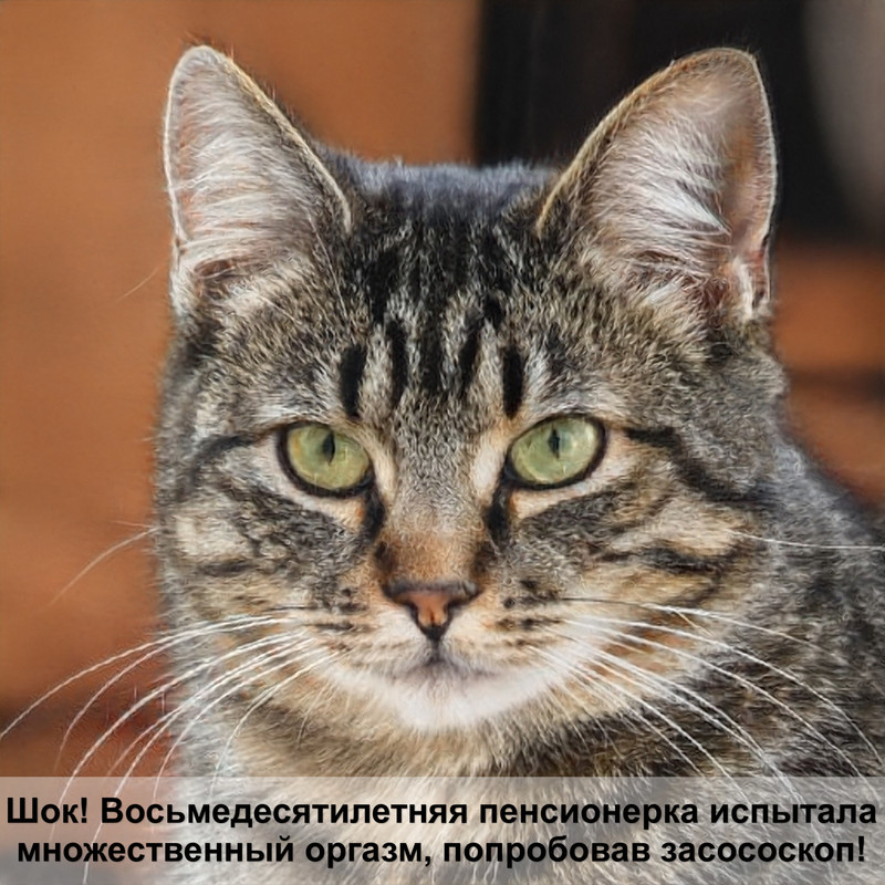 все окрасы британских кошек