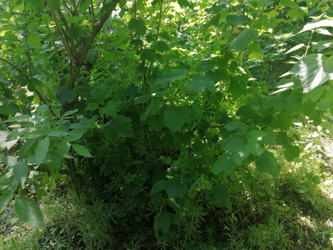 09.12 - IMG_20210604_095804 (Czesio1)