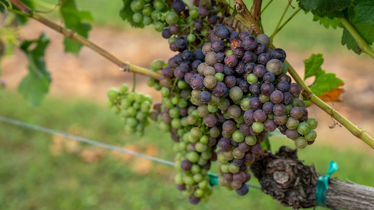 Почему виноград покрывается белым налетом причины и способы борьбы