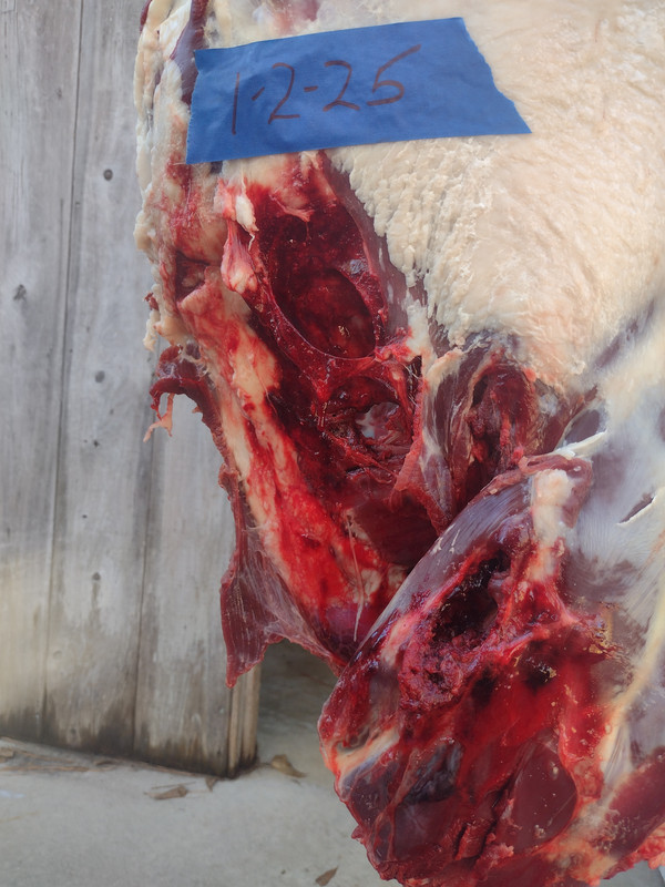 IMG_20250102_154001753