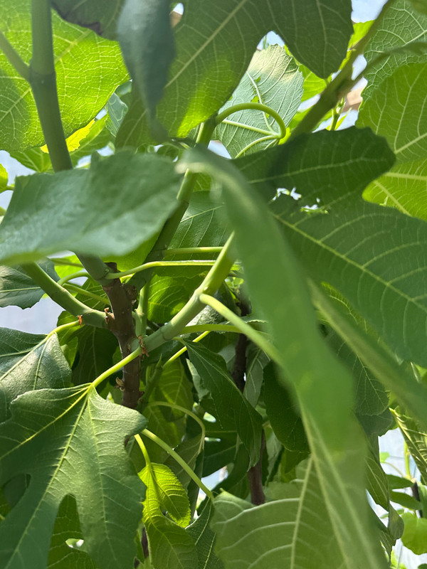 figs-580.jpg
