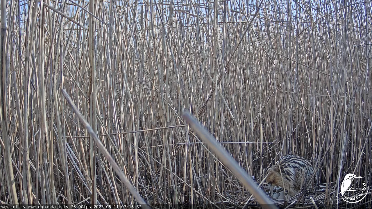 Lielais dumpis (Botaurus stellaris) Engurē - LDF tiešraide 4-1-32 screenshot