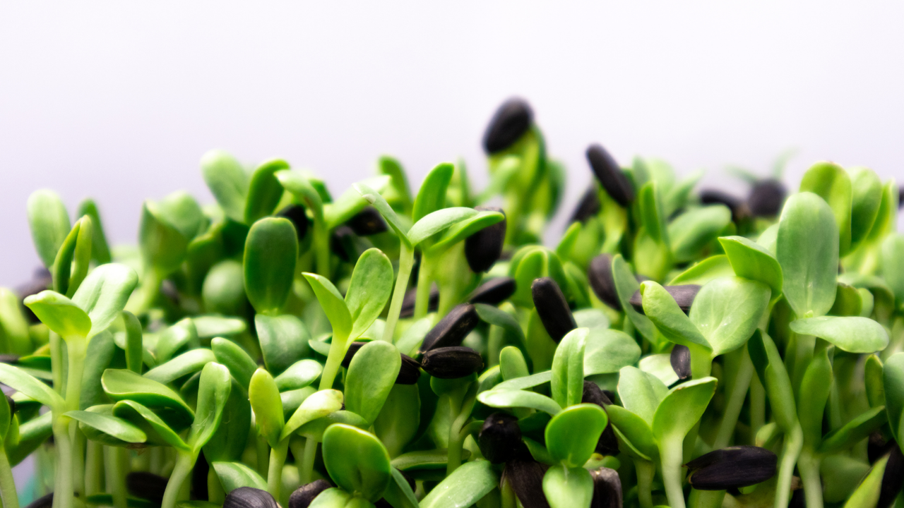 Sunflower Microgreens