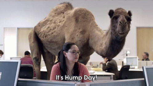 Geico-Commercial-It-S-Hump-Day-GIF-Camel-Hump-Day-Camel-Hump-Discover-Share-GIFs.gif