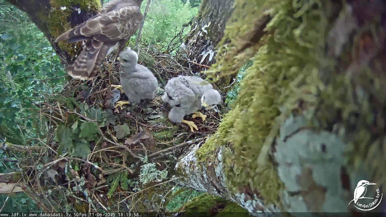 Melnās klijas (Milvus migrans) Kurzemē_ peļu klijāni (Buteo buteo) 12-48-13 screenshot