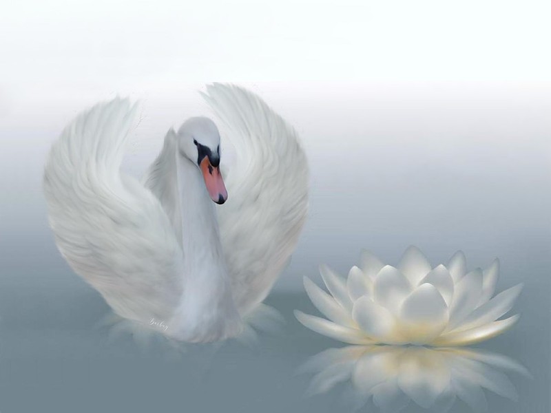 white-sw-an-flower.jpg