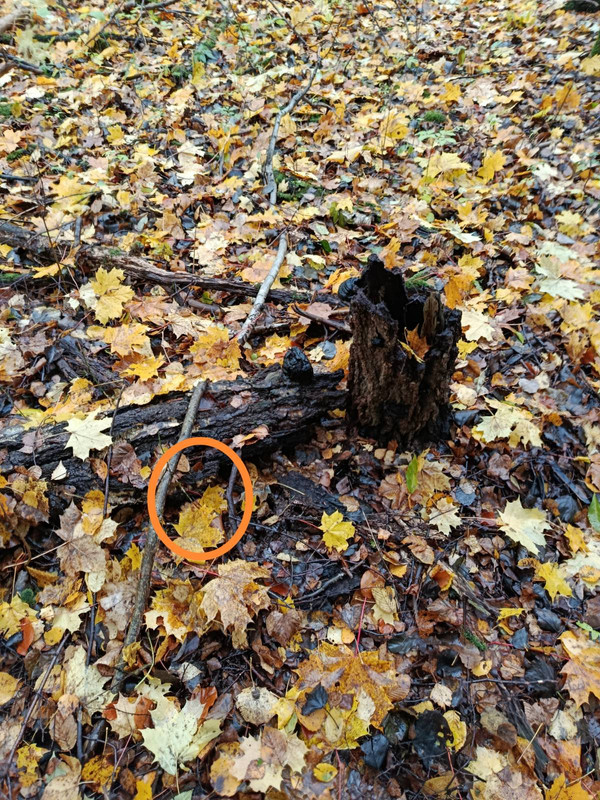 signal 2025 11 03 11 42 15 006 3