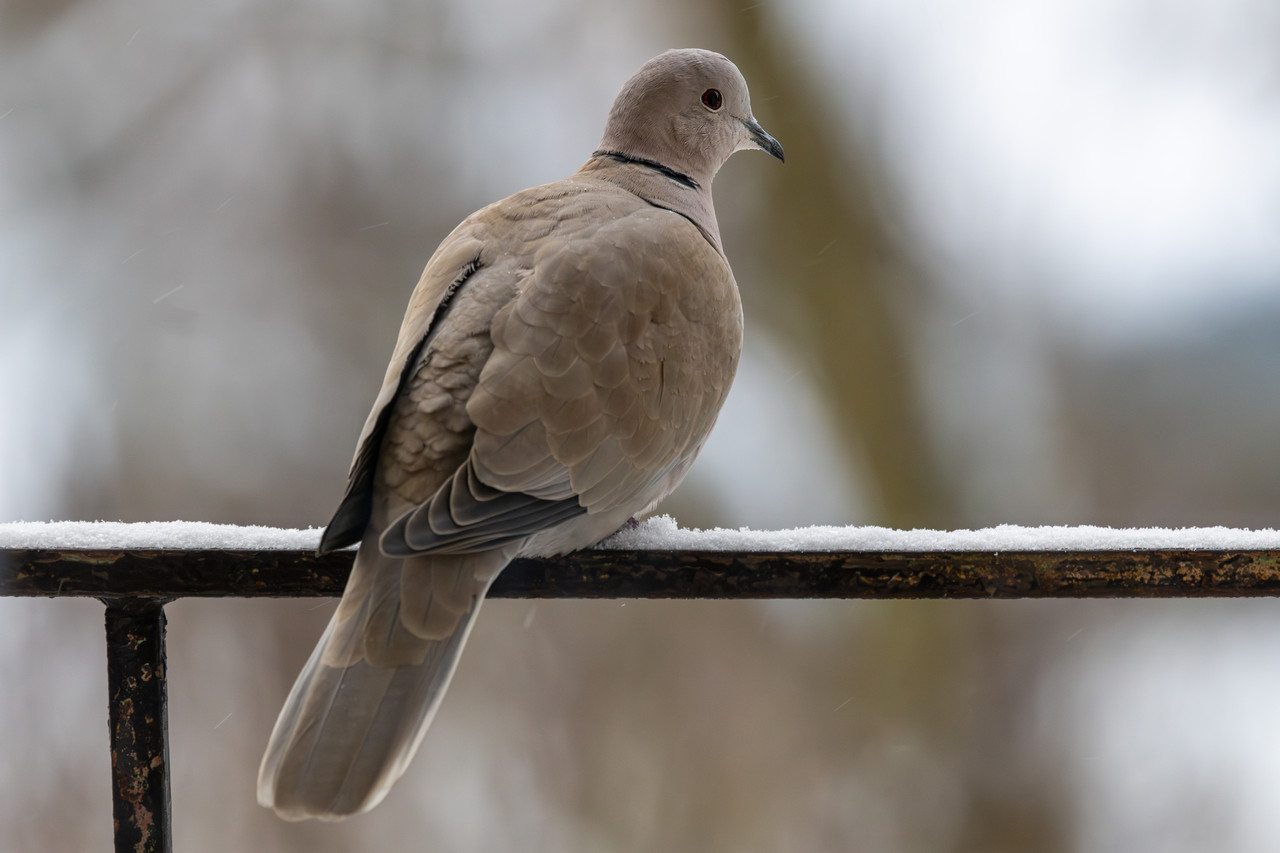 5X5A6978 Poprawione NR