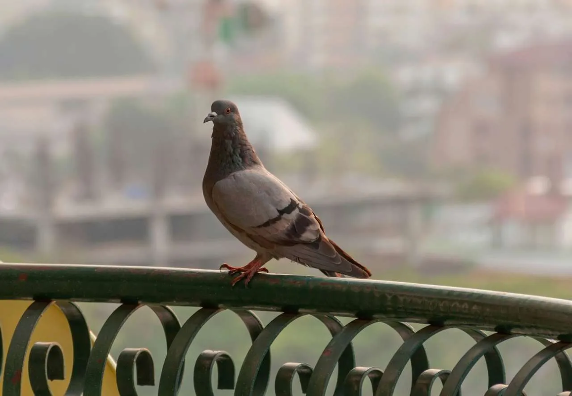 ¿Cómo ahuyentar a las palomas de tu terraza? Hazlo con estas 3 plantas