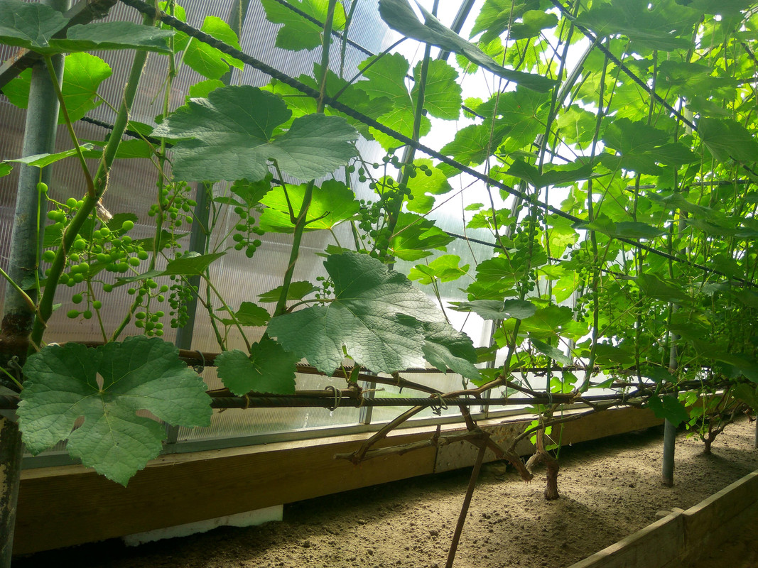 ?ПС (фото от 11.07.2018). Писал ранее о плохом опылении, хотя на