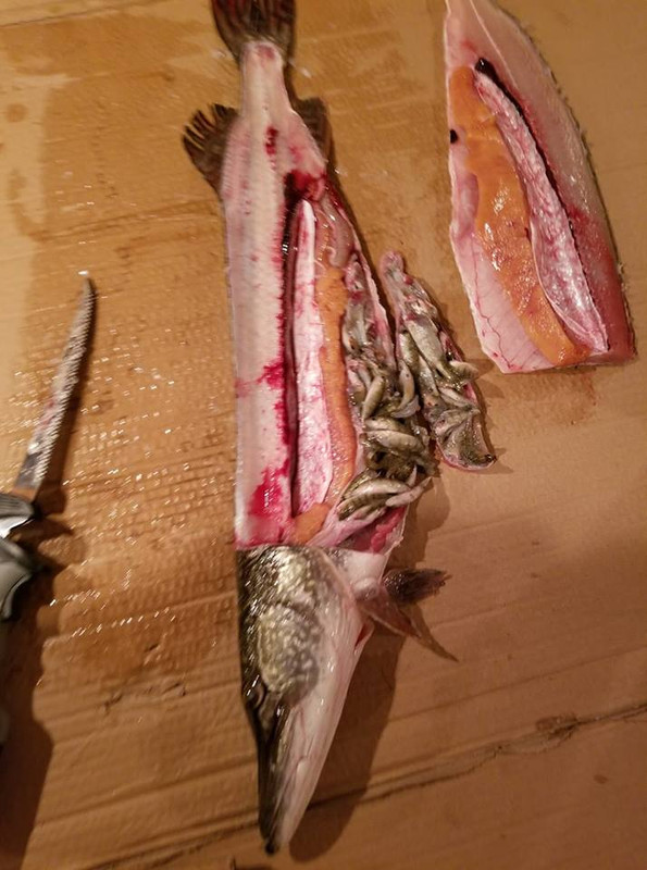 hungry pike
