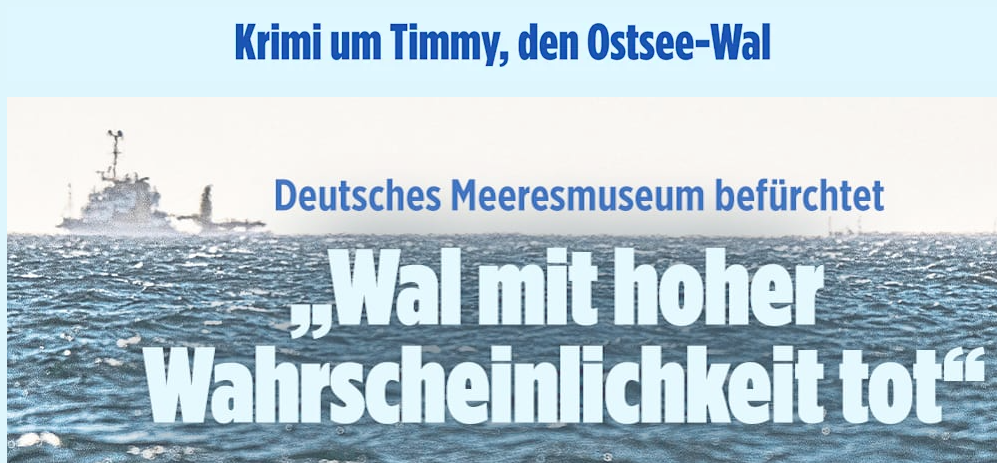 timmy.png