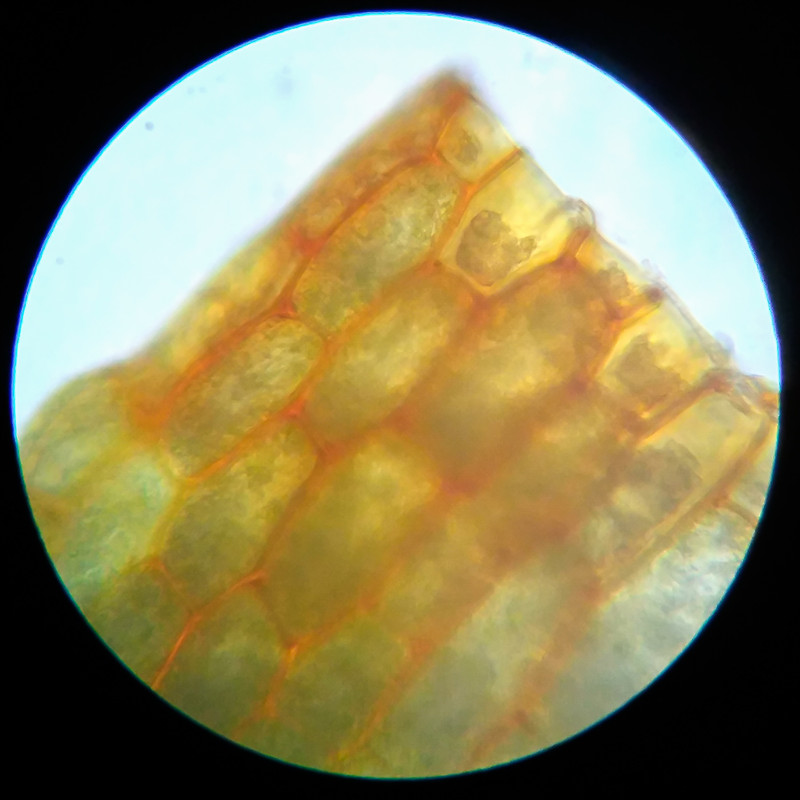 IMG 20250614 112709 HDR