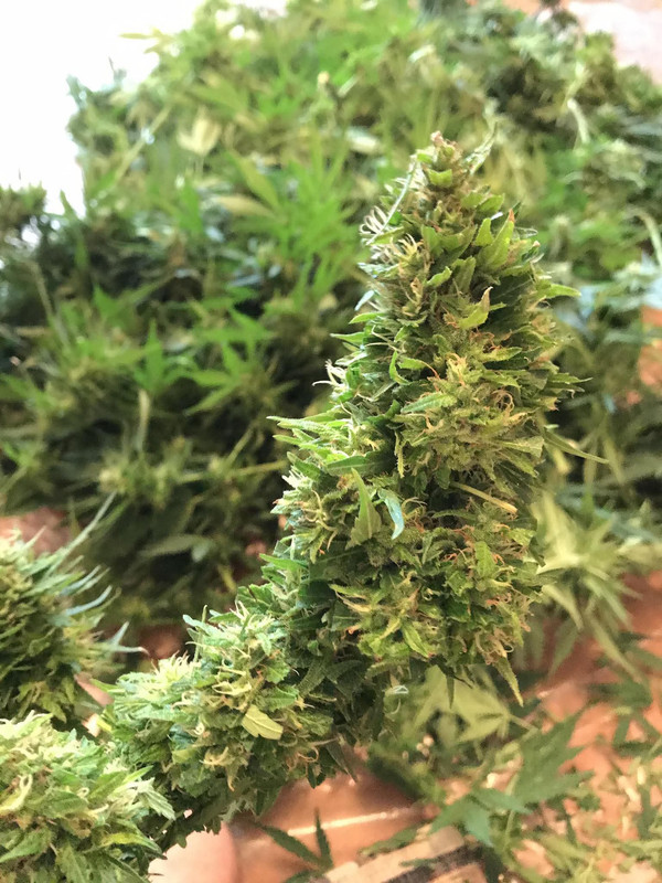 Messenger_creation_D000FFBA-C006-4B3E-83A9-C27E74D04FE4_0