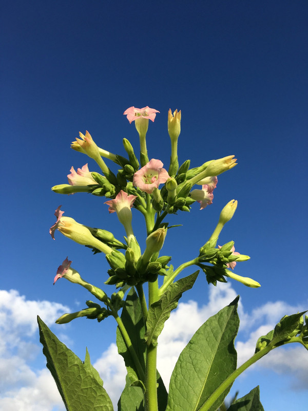 tobacco 
