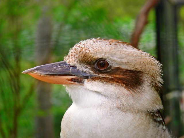Laughing-kookaburra444