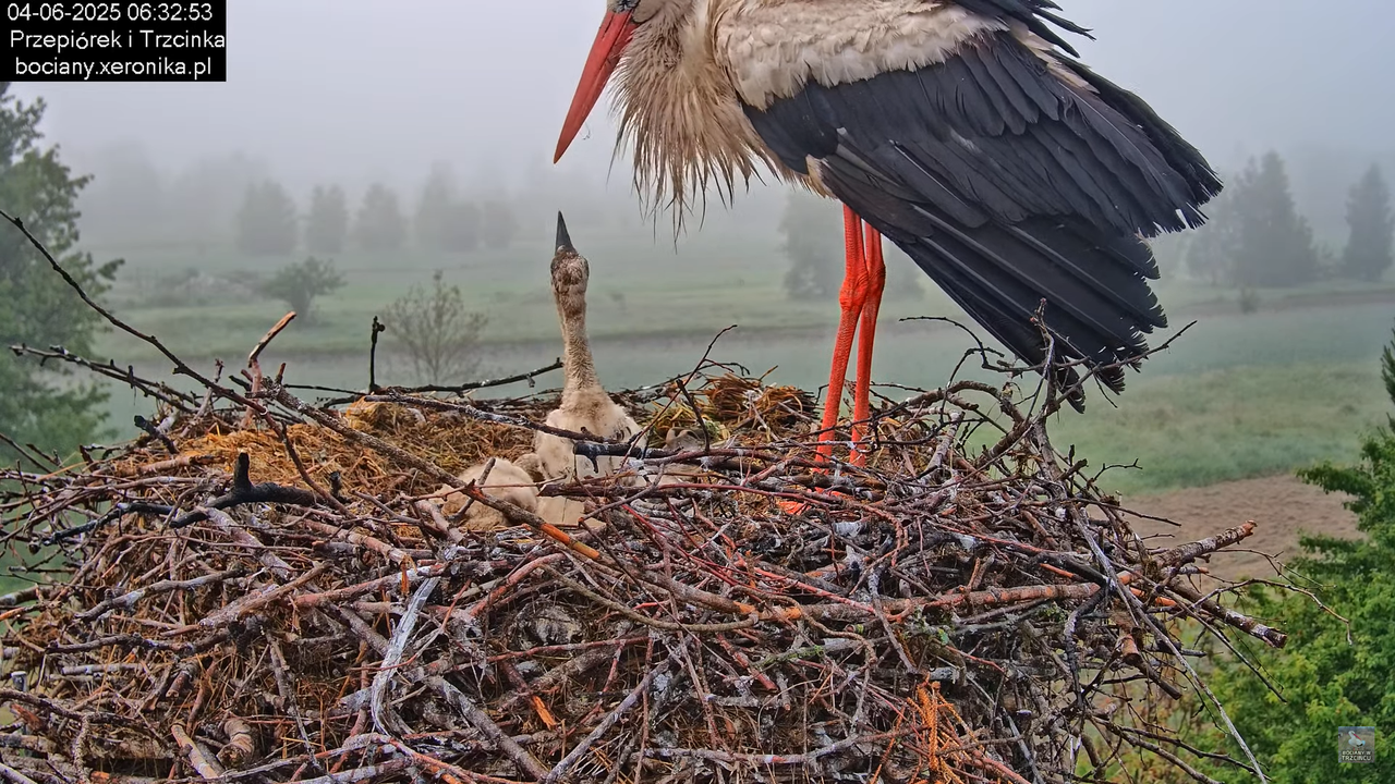 04062025bociany14