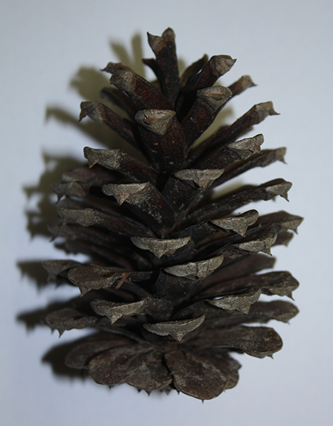 Pinecone_72.png