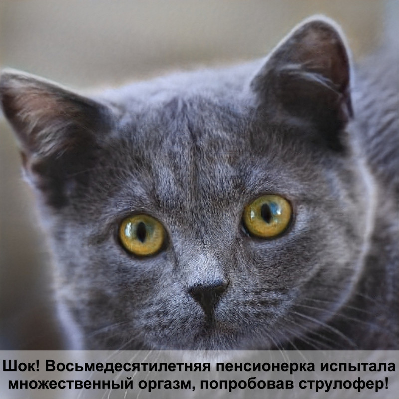 applaws корм для кошек