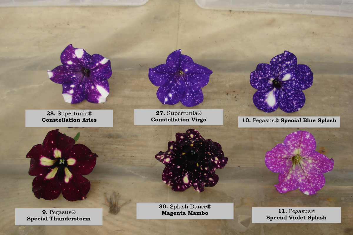 10. Pegasus® Special Blue Splash (4)