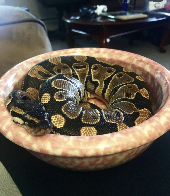 CED9BA5A-8D75-47BC-A02C-DFBD9732FAE8