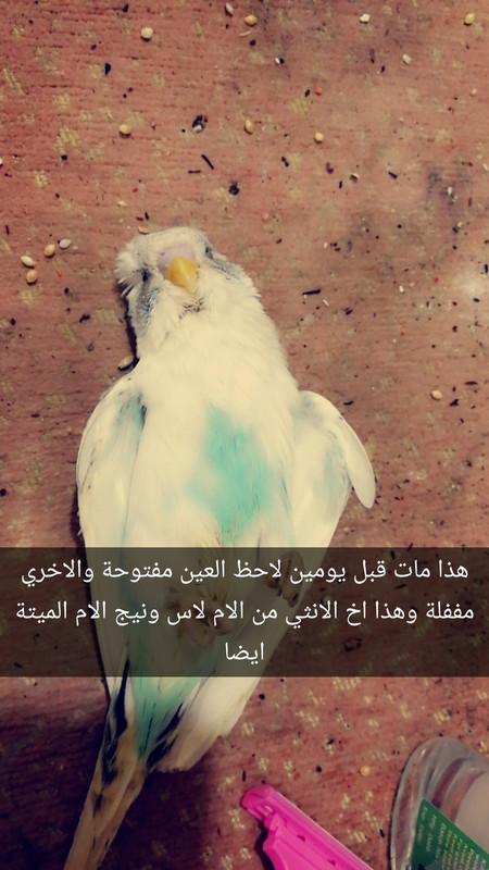 Snapchat-276581680