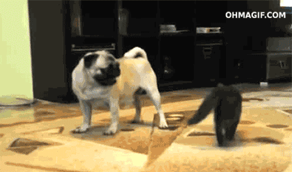 Hit-Roll-Cat.gif