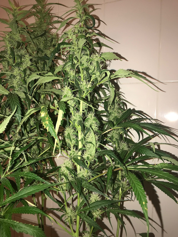 703C40E3-B7EA-4929-A870-1968E4E4CB6B