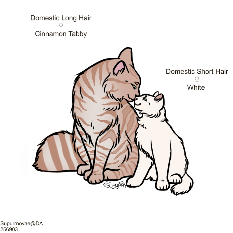 Cinnamon-Tabby-Kitten.png
